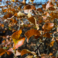 Colourful leaves of the Roble Beech Tree (Nothofagus obliqua)