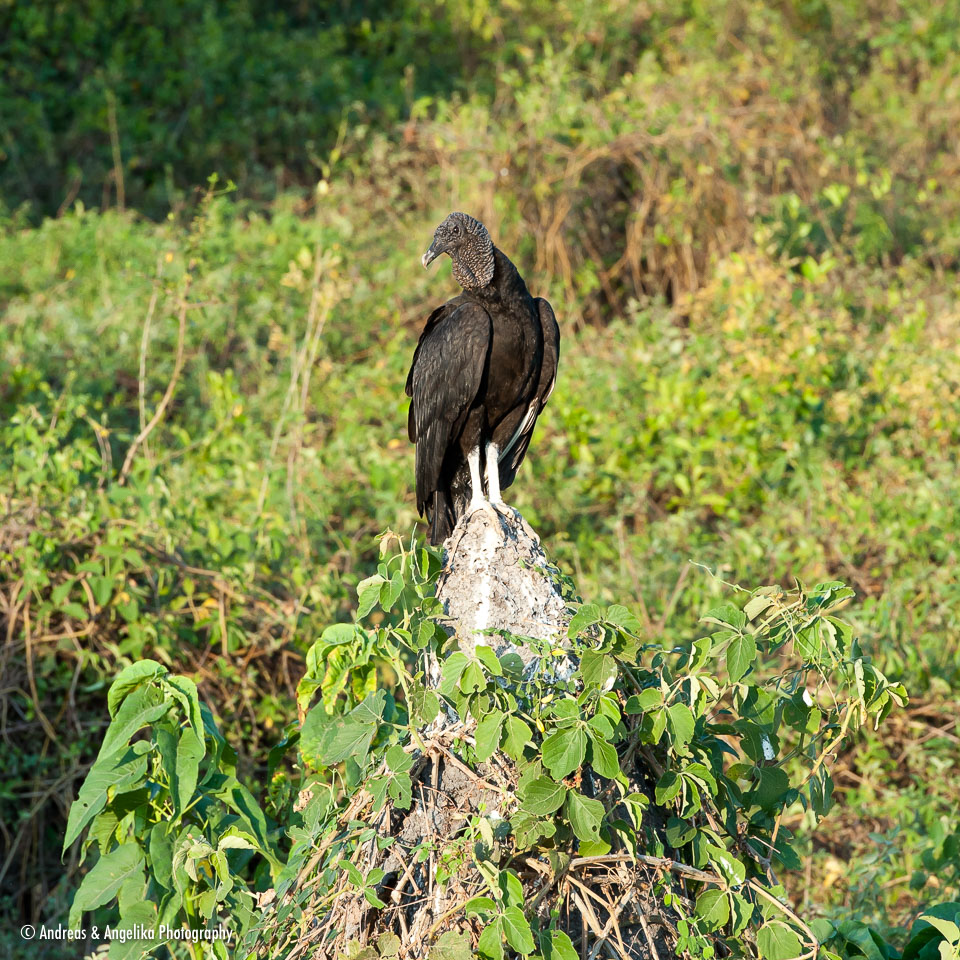 aka-Pantanal-2011-08-17__D3X8786.jpg