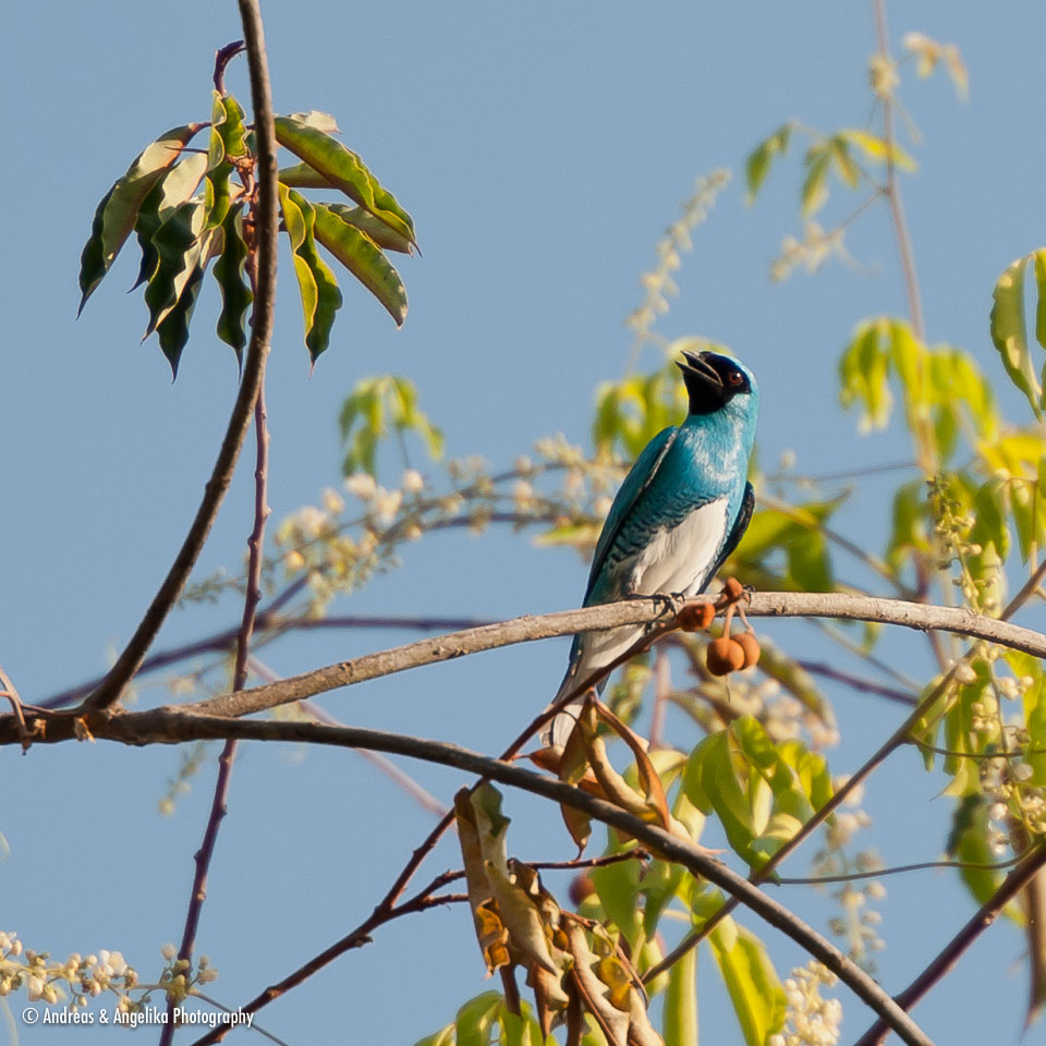 aka-Pantanal-2011-08-06__D3X4460.jpg