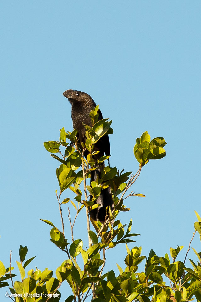 aka-Pantanal-2011-08-16__D3X8273.jpg