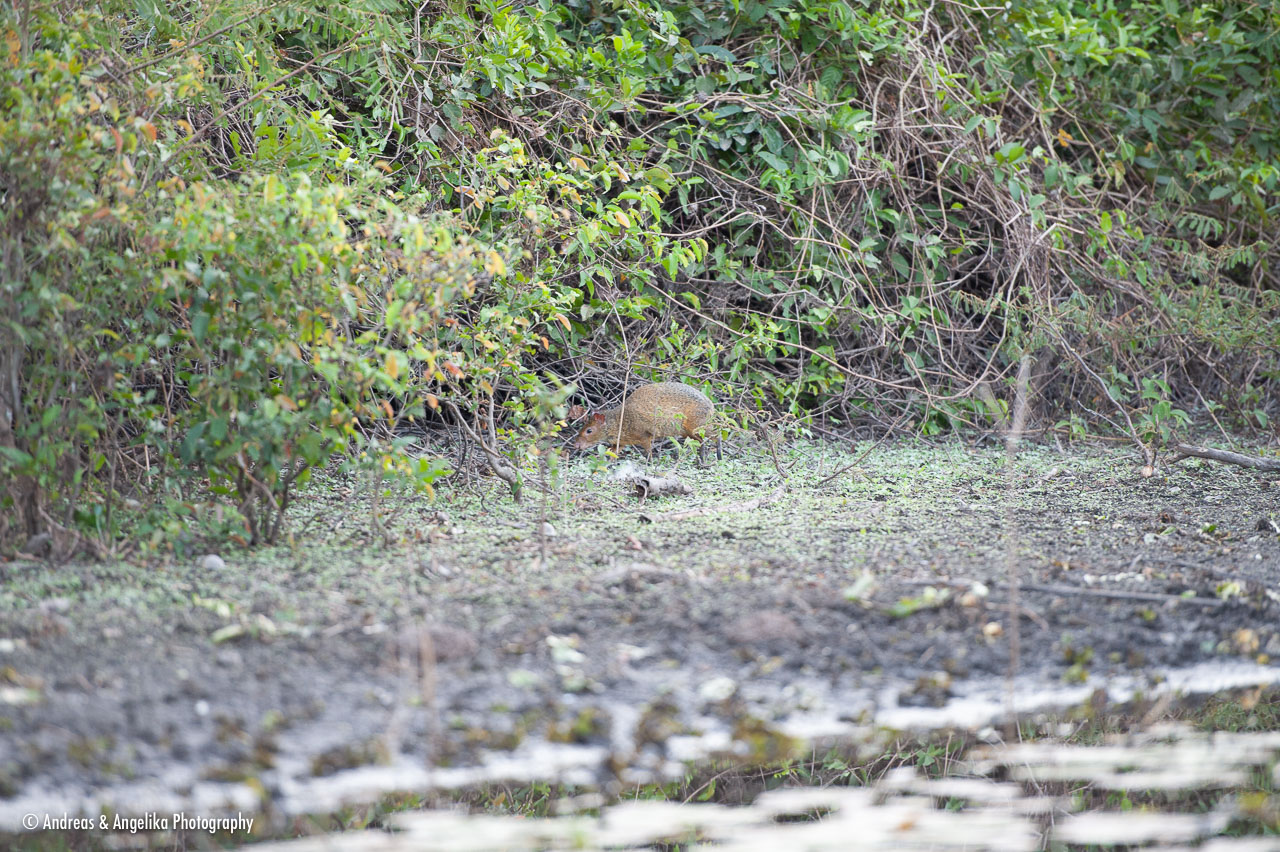 aka-Pantanal-2011-08-16__D3X8662.jpg