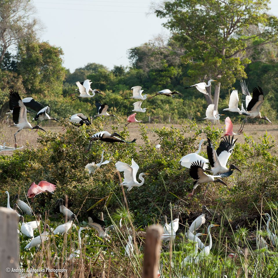 aka-Pantanal-2011-08-17__D3X9057.jpg
