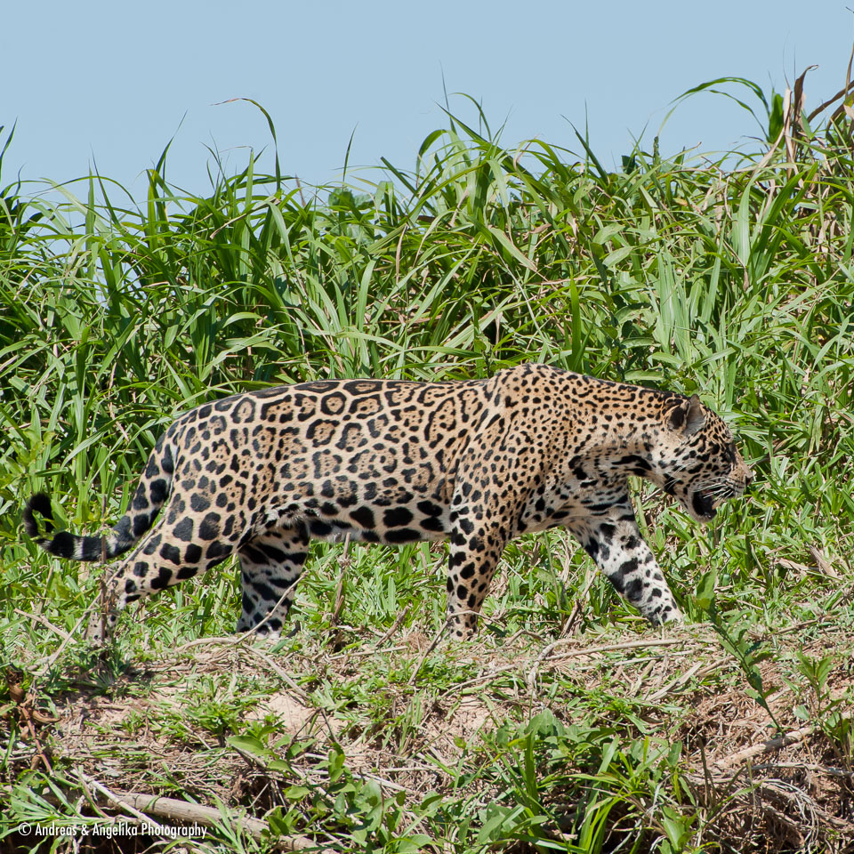 aka-Pantanal-2011-08-22__D3X1073.jpg