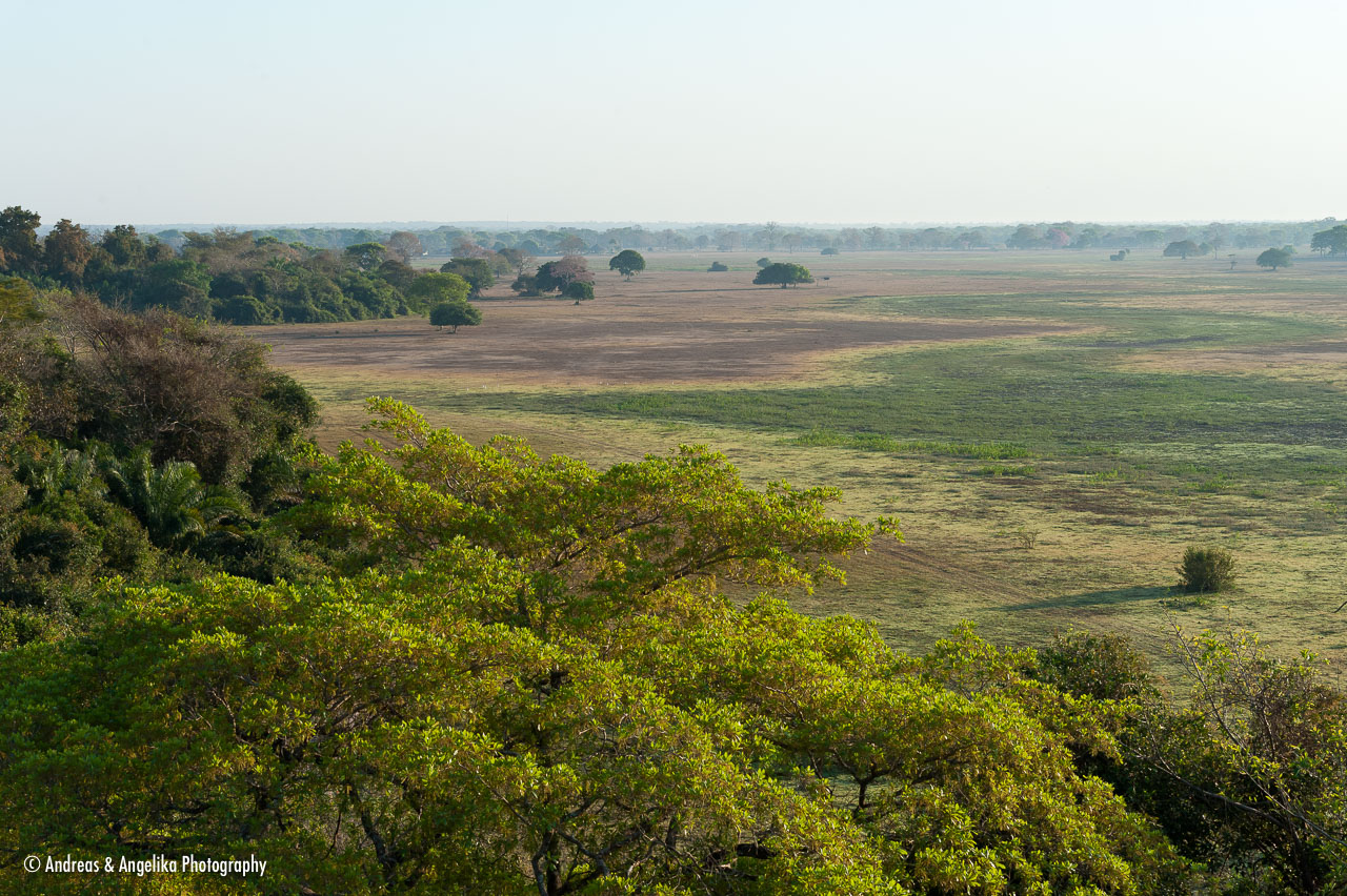 aka-Pantanal-2011-08-25__D3X2176.jpg