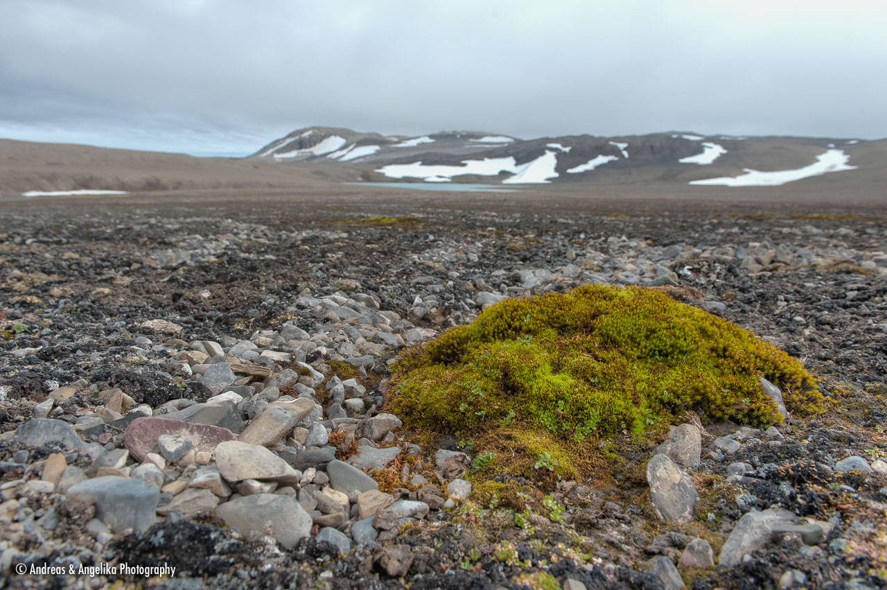 aka-Spitsbergen-2013-07-07__D3X6483_4_5.jpg