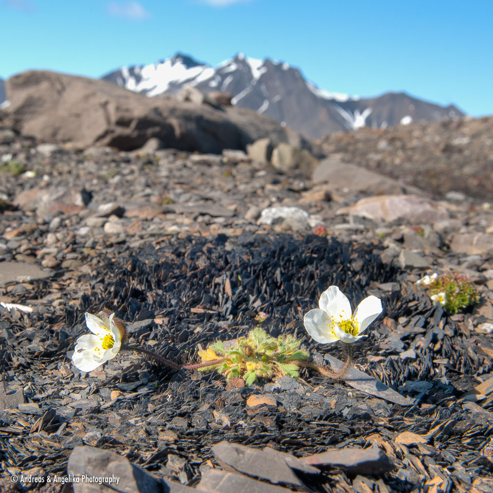 aka-Spitsbergen-2013-07-14__D3X9643_4_5.jpg