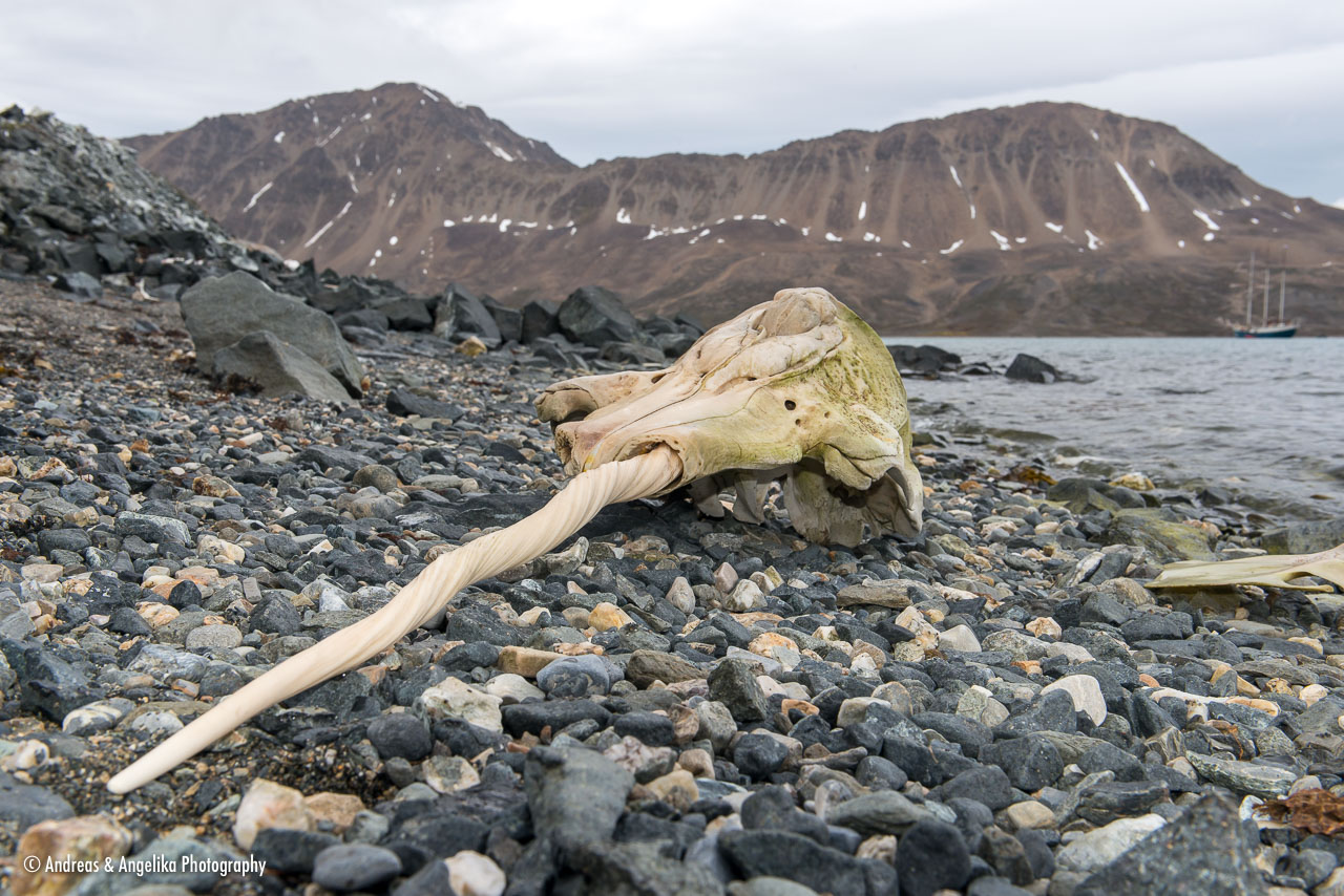 aka-Spitsbergen-2013-07-15__D8X2624.jpg