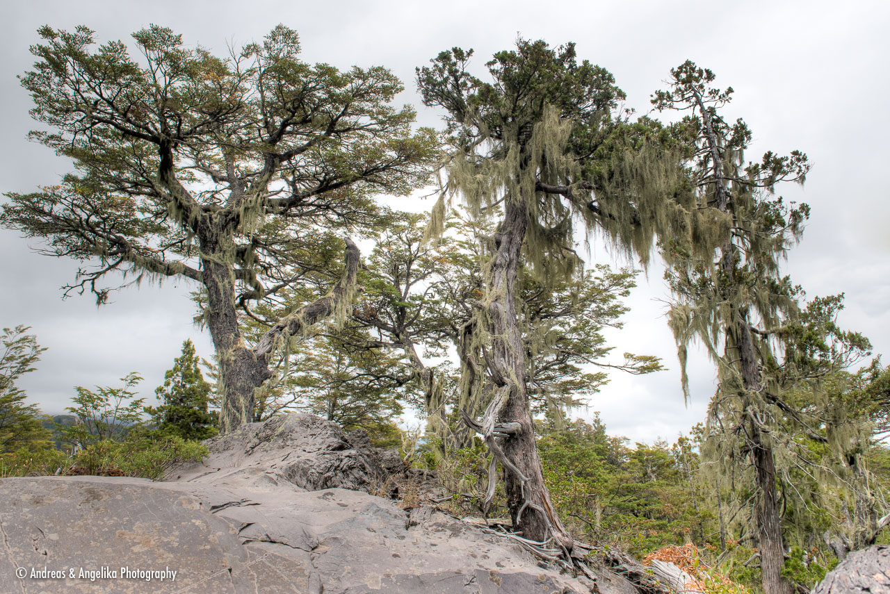 Nothofagus dombeyi Воронцовский парк