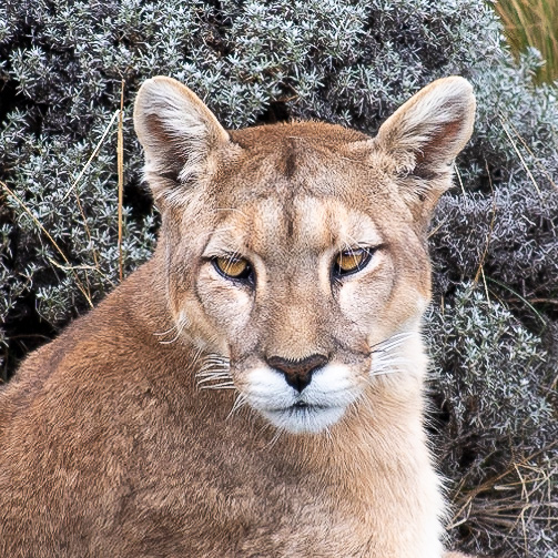 2019 Pumas in Torres del Paine
