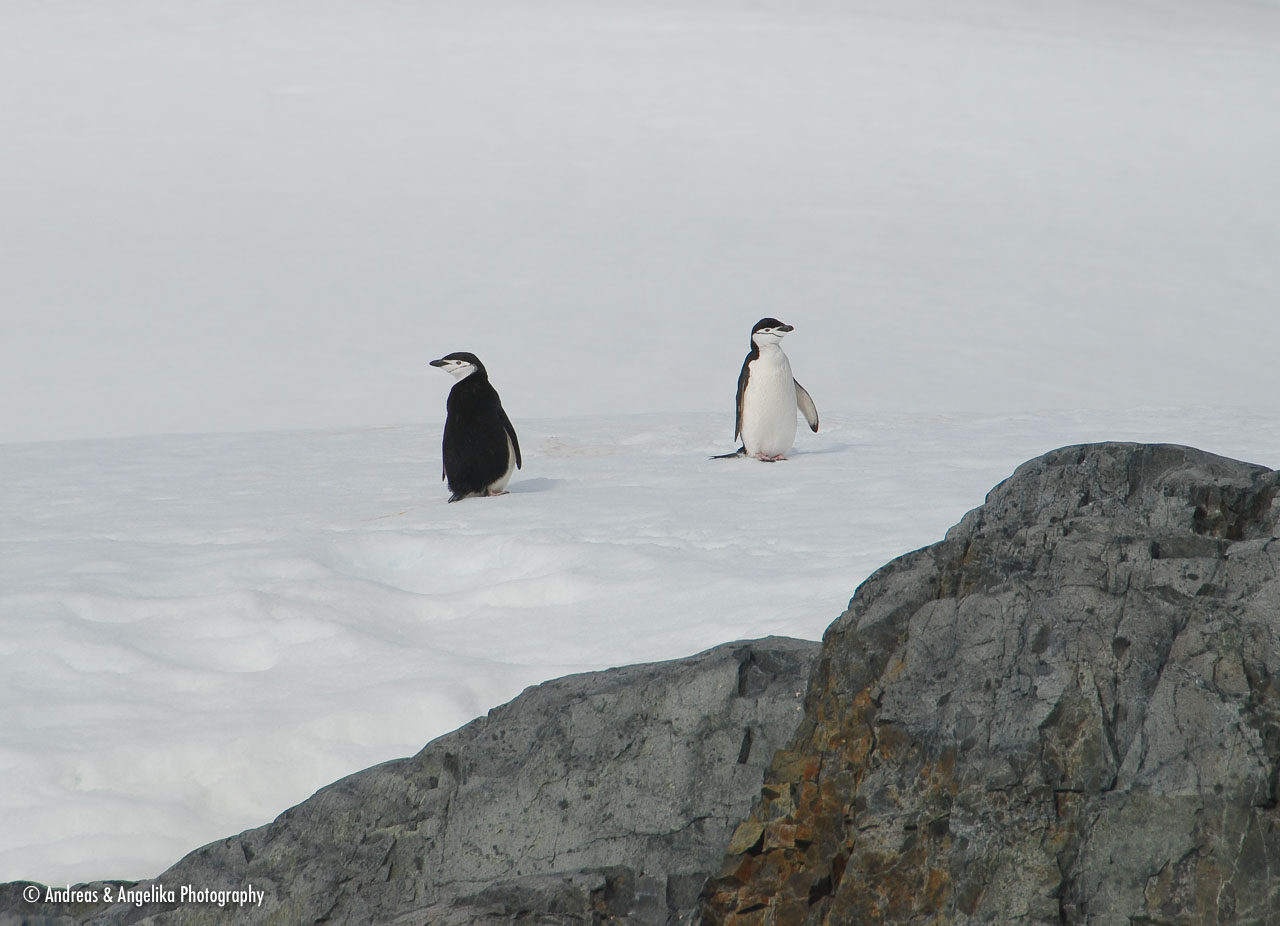an-Antarctic-Quest-2009-02-03_DSC_8175.jpg