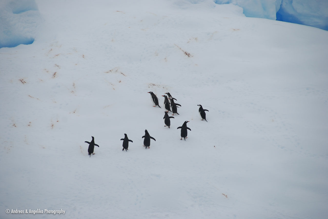 an-Antarctic-Quest-2009-02-03_DSC_8457.jpg