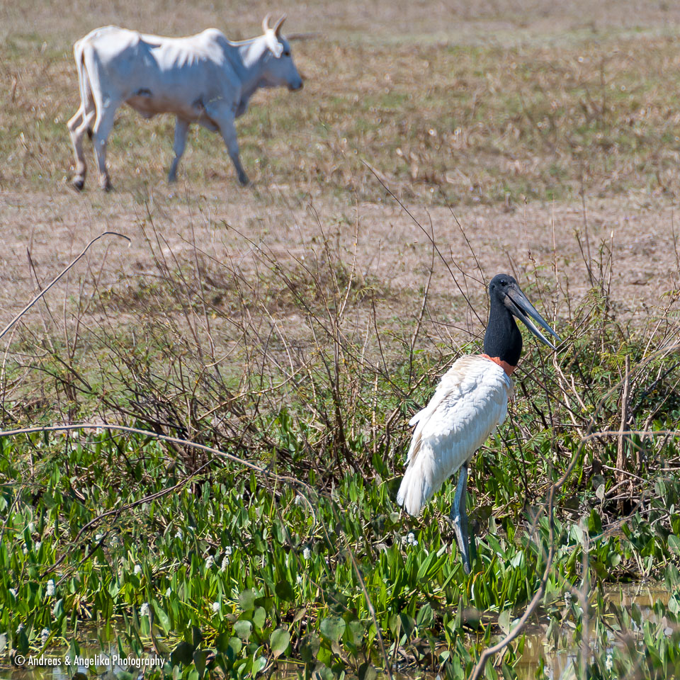 an-Pantanal-2011-08-13_DSC_2906.jpg