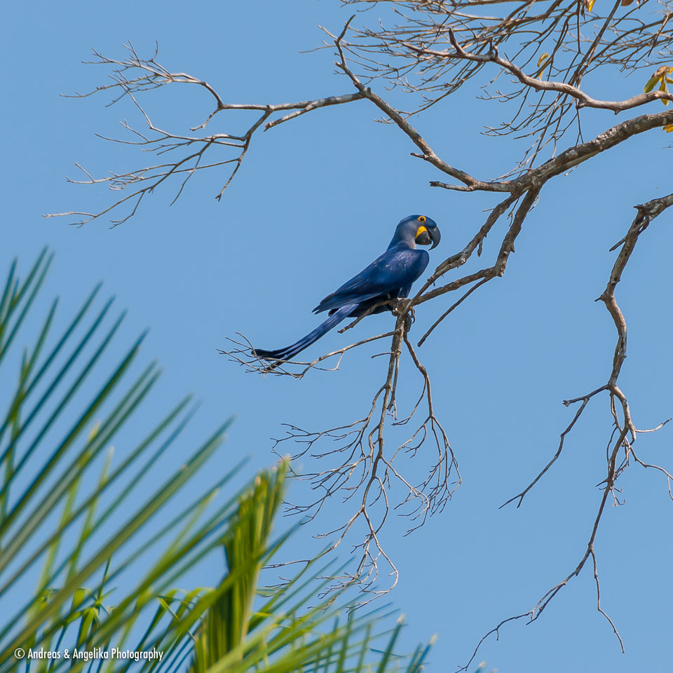 an-Pantanal-2011-08-15_DSC_3345.jpg