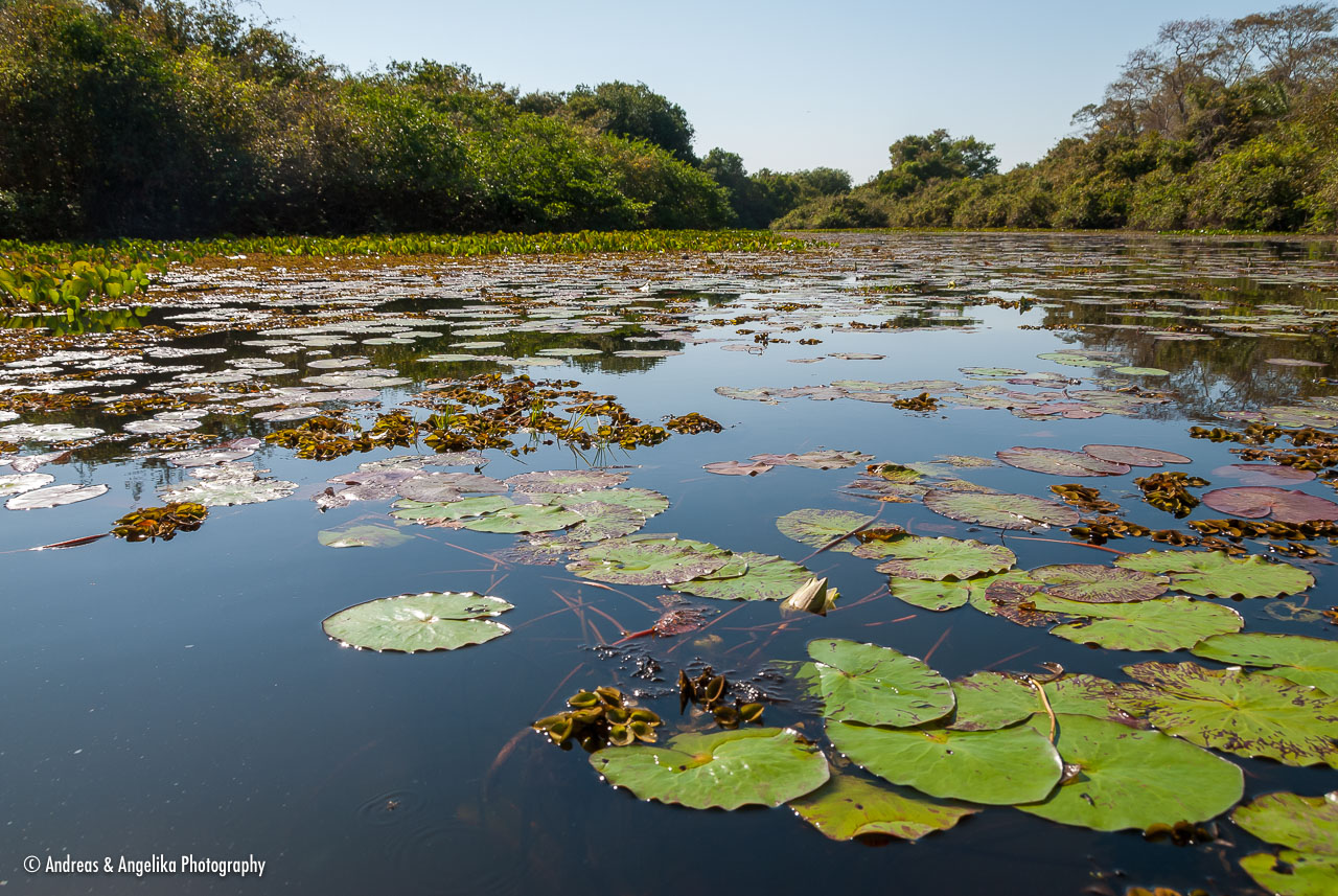 an-Pantanal-2011-08-16_DSC_3648.jpg