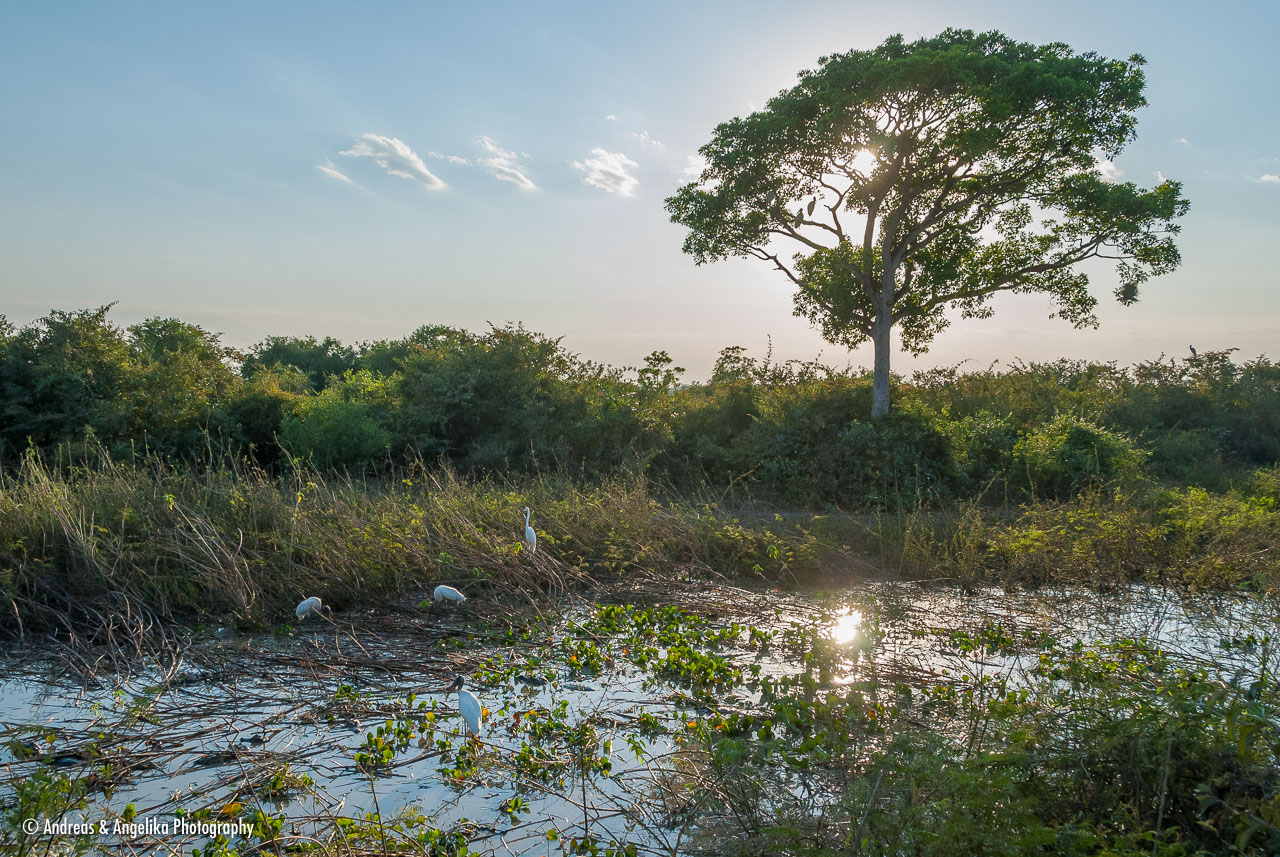 an-Pantanal-2011-08-17_DSC_3848.jpg