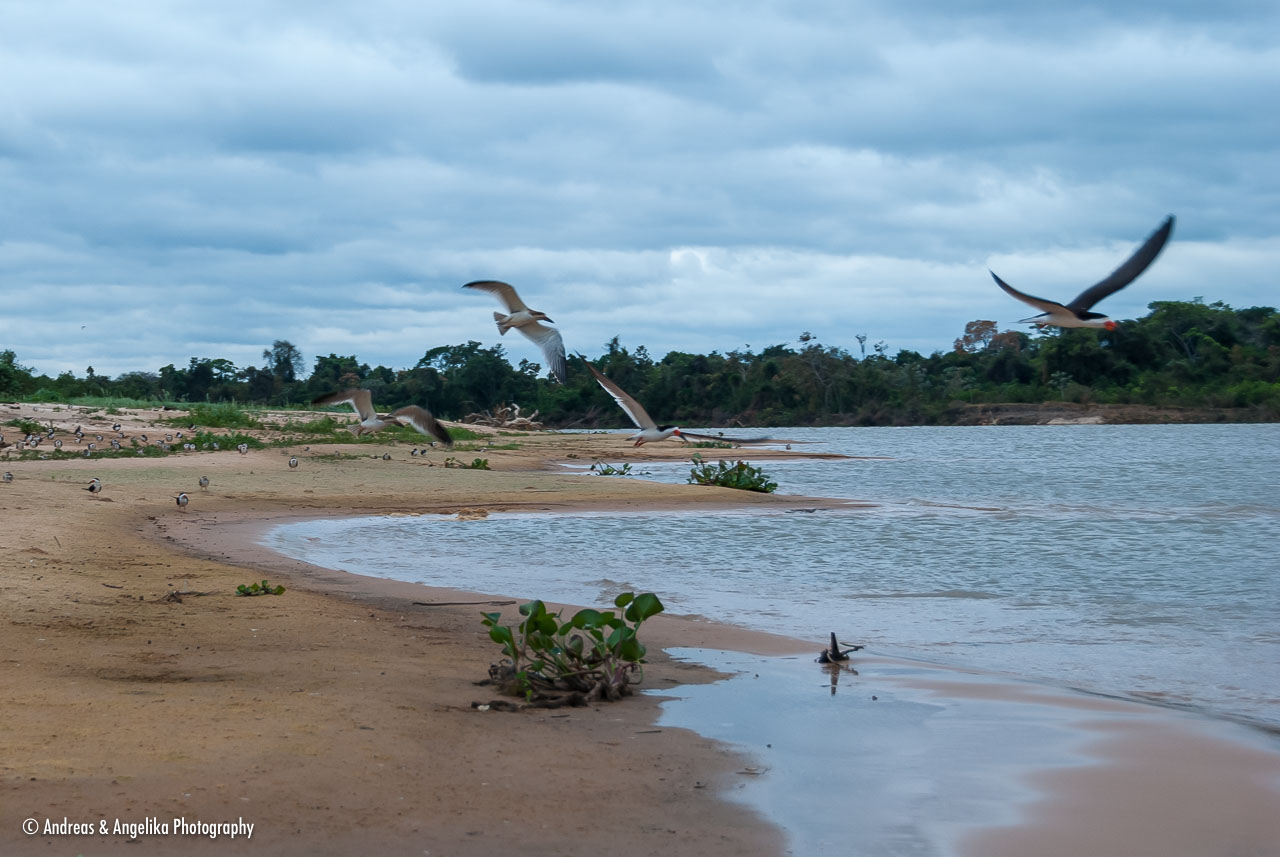 an-Pantanal-2011-08-20_DSC_4752.jpg