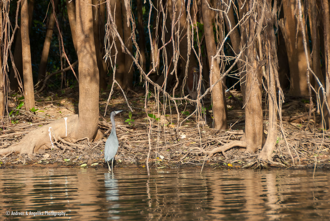 an-Pantanal-2011-08-21_DSC_5325.jpg