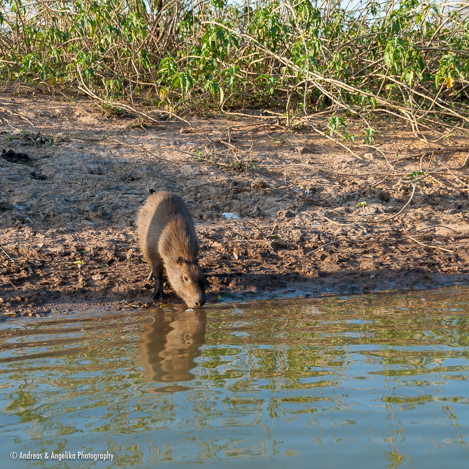 an-Pantanal-2011-08-21_DSC_5350.jpg