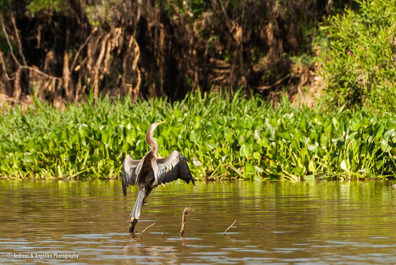 an-Pantanal-2011-08-22_DSC_5617.jpg