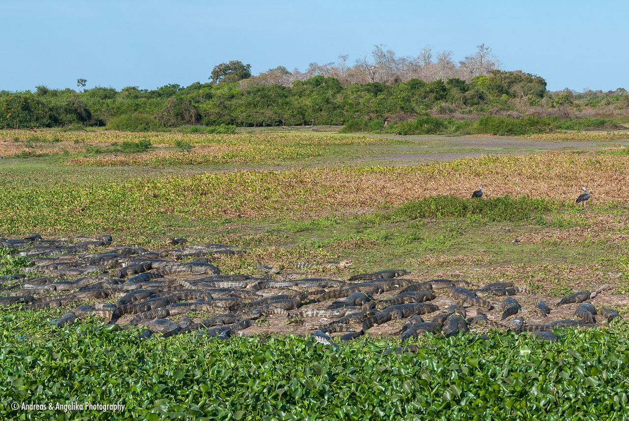 an-Pantanal-2011-08-23_DSC_6037.jpg