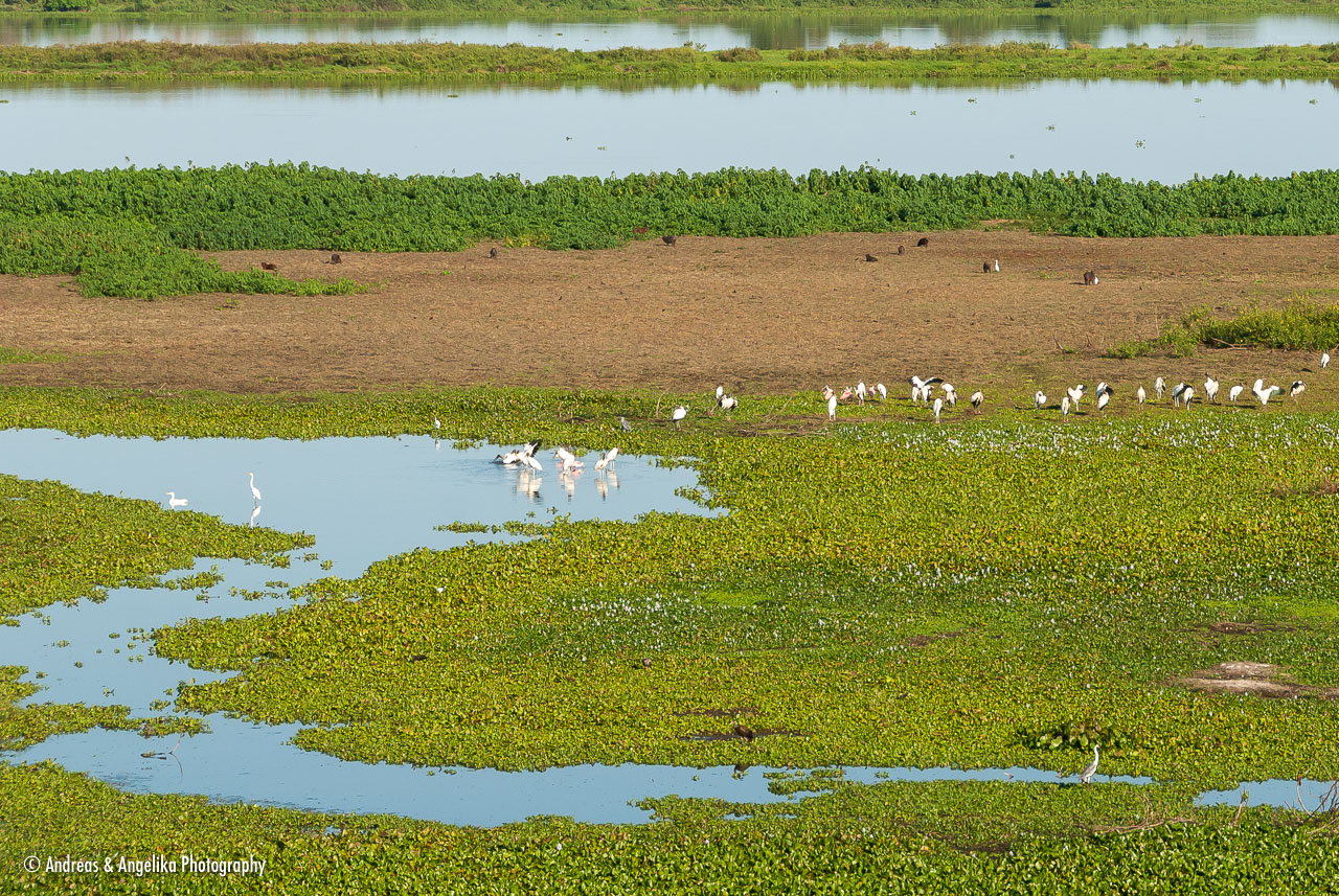 an-Pantanal-2011-08-24_DSC_6382.jpg