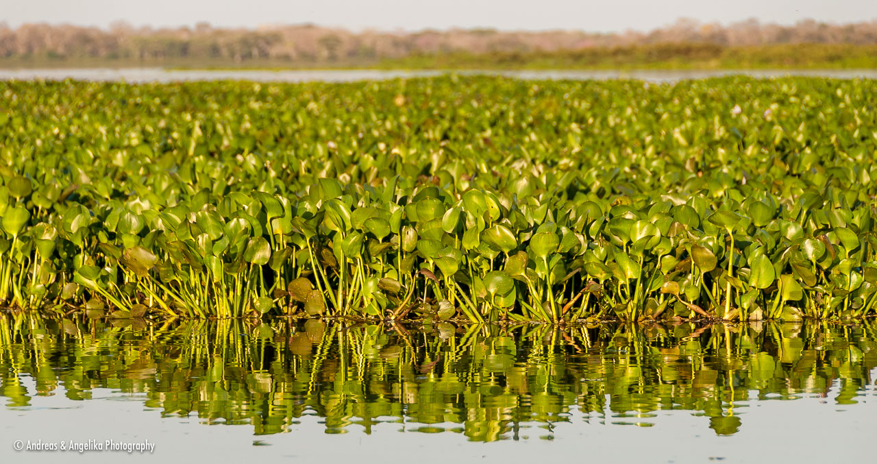 an-Pantanal-2011-08-24_DSC_6397.jpg