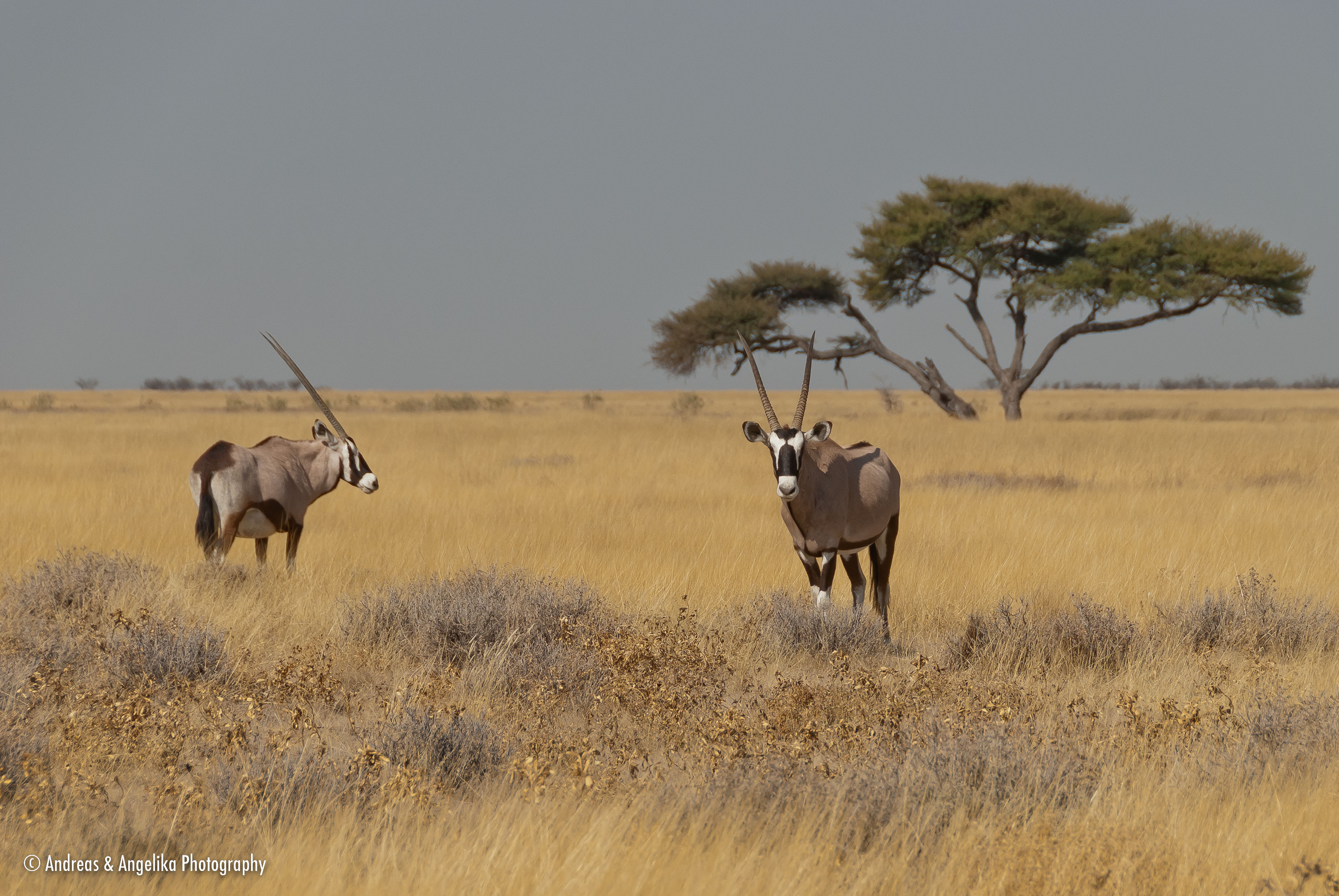 an-Namibia-Botswana-Zimbabwe-2012-08-12_DSC_3351.jpg