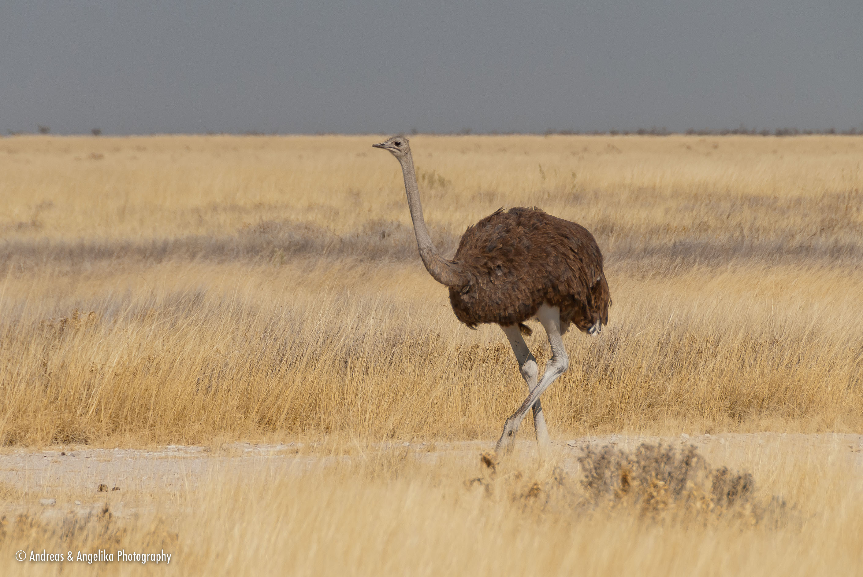 an-Namibia-Botswana-Zimbabwe-2012-08-12_DSC_3354.jpg