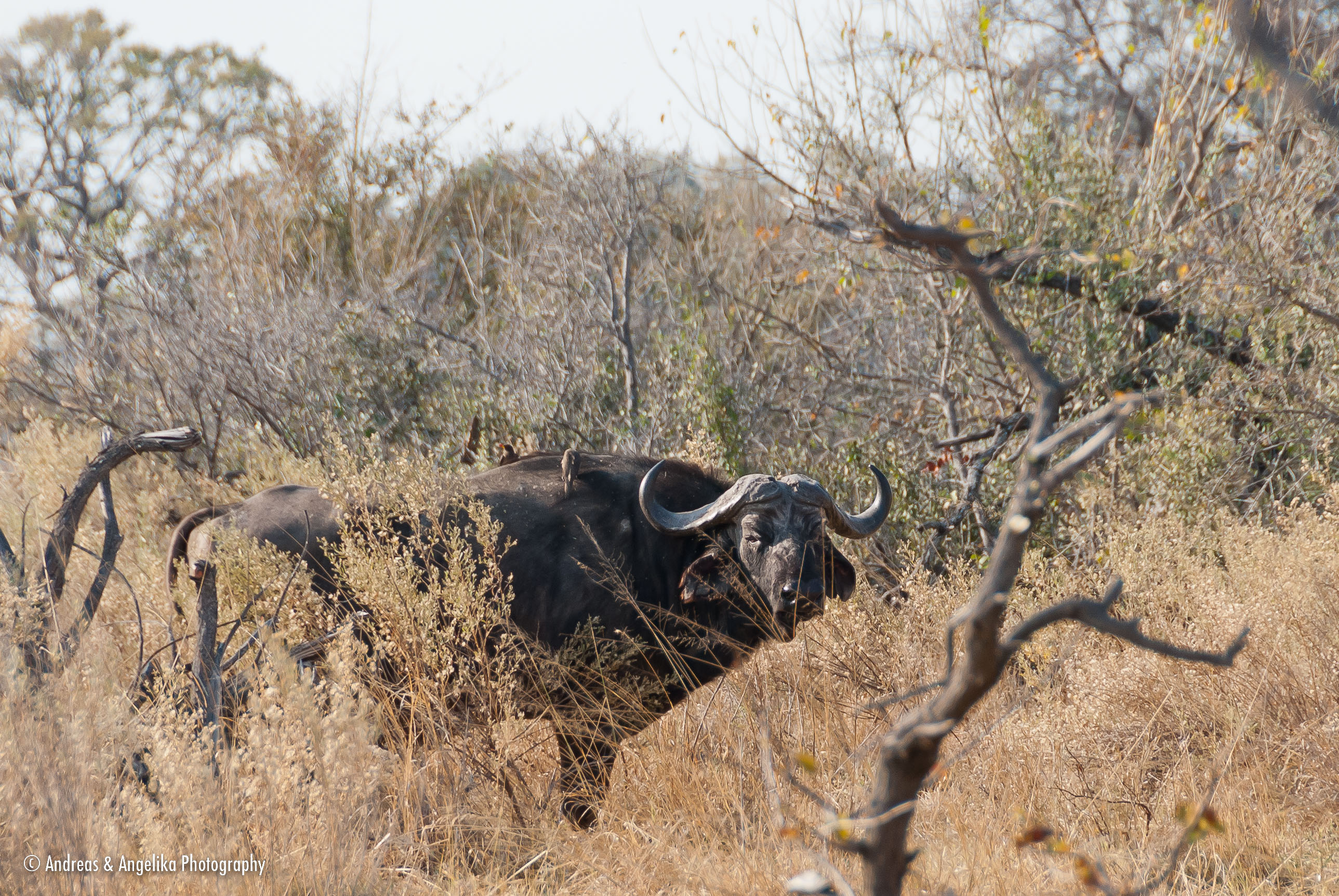 an-Namibia-Botswana-Zimbabwe-2012-08-18_DSC_5183.jpg