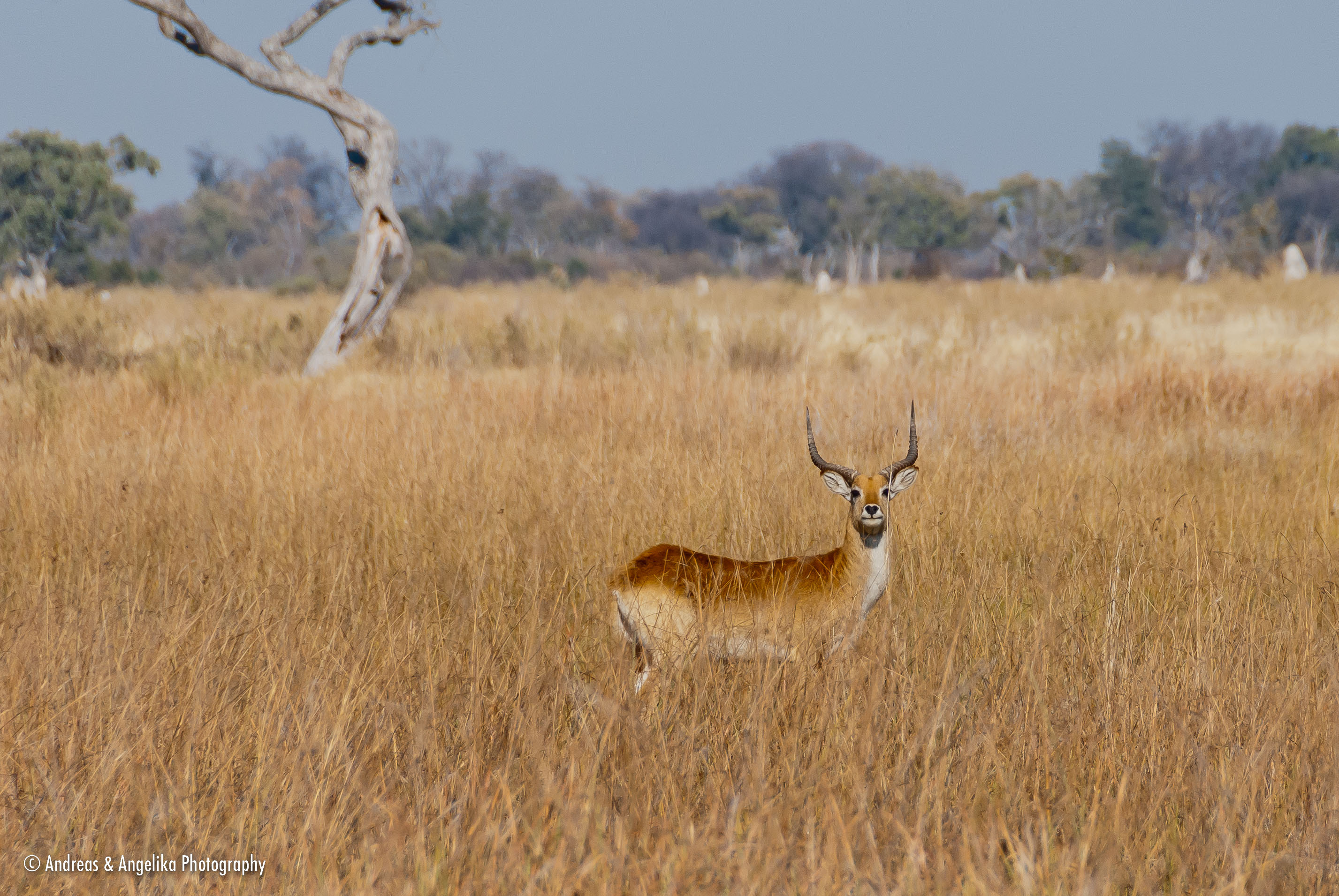an-Namibia-Botswana-Zimbabwe-2012-08-19_DSC_5391.jpg