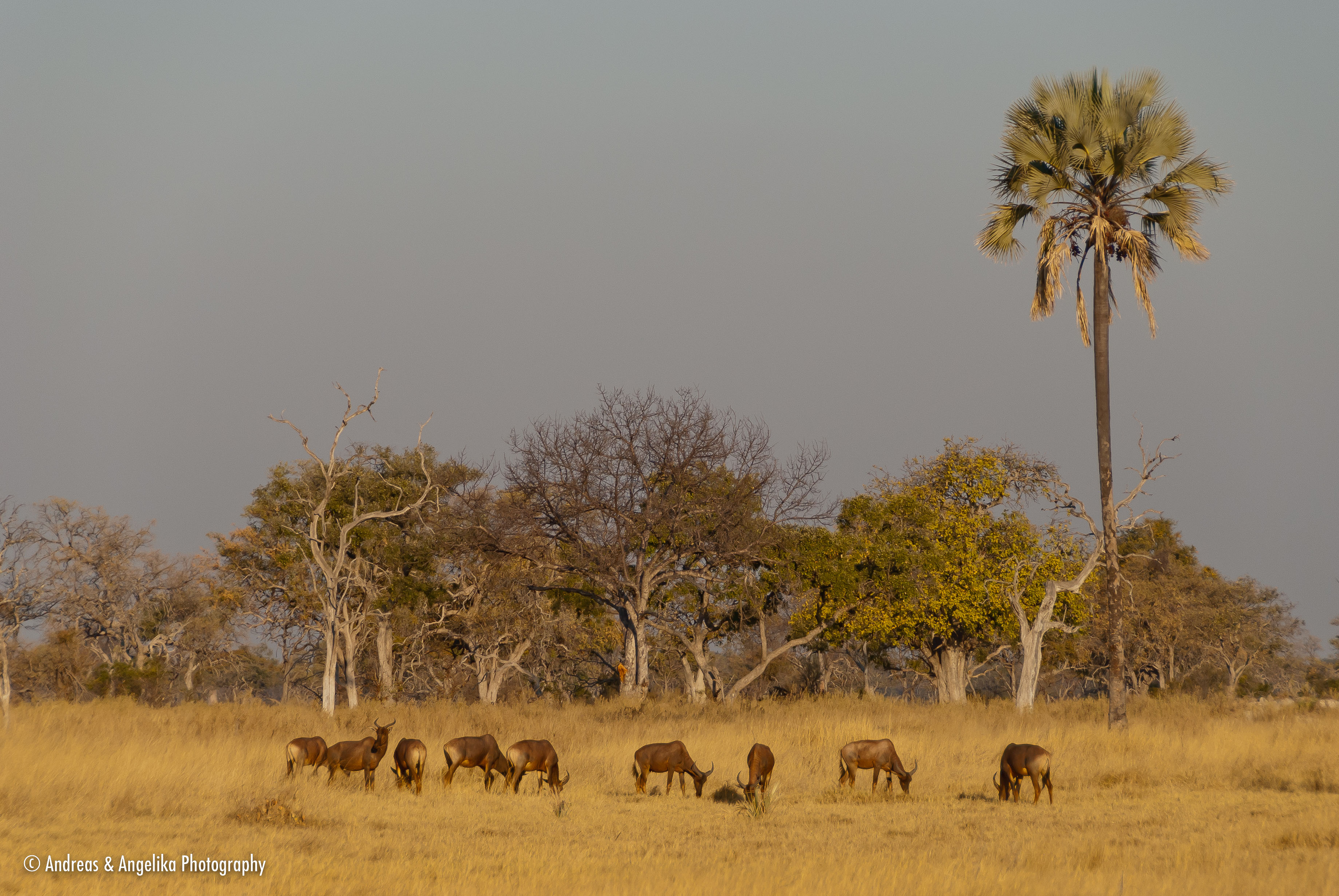 an-Namibia-Botswana-Zimbabwe-2012-08-19_DSC_5539.jpg