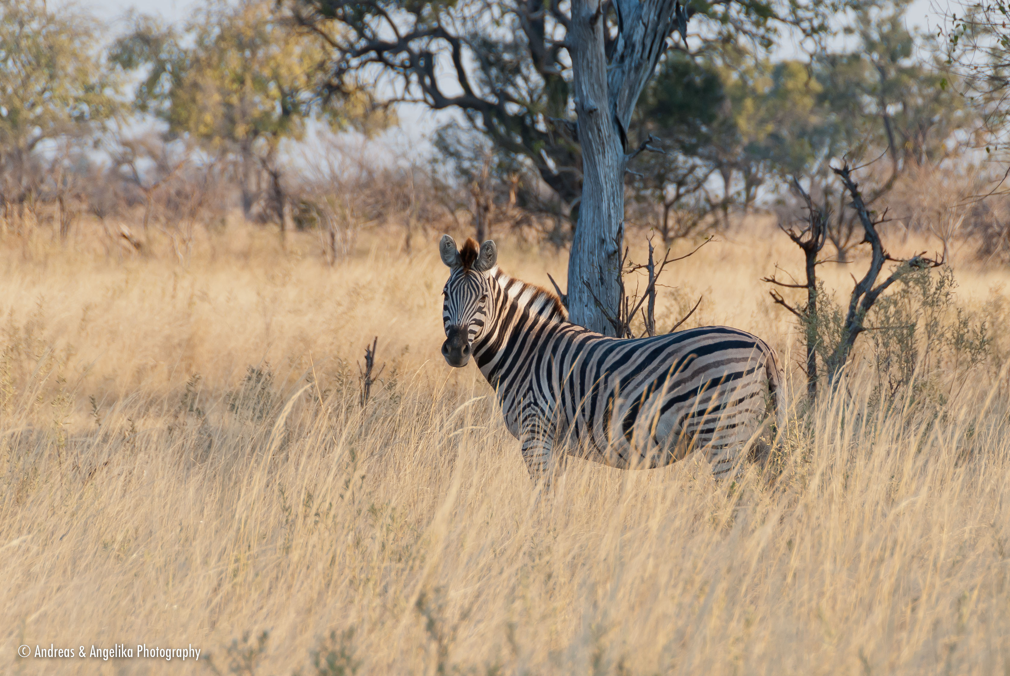 an-Namibia-Botswana-Zimbabwe-2012-08-19_DSC_5563.jpg