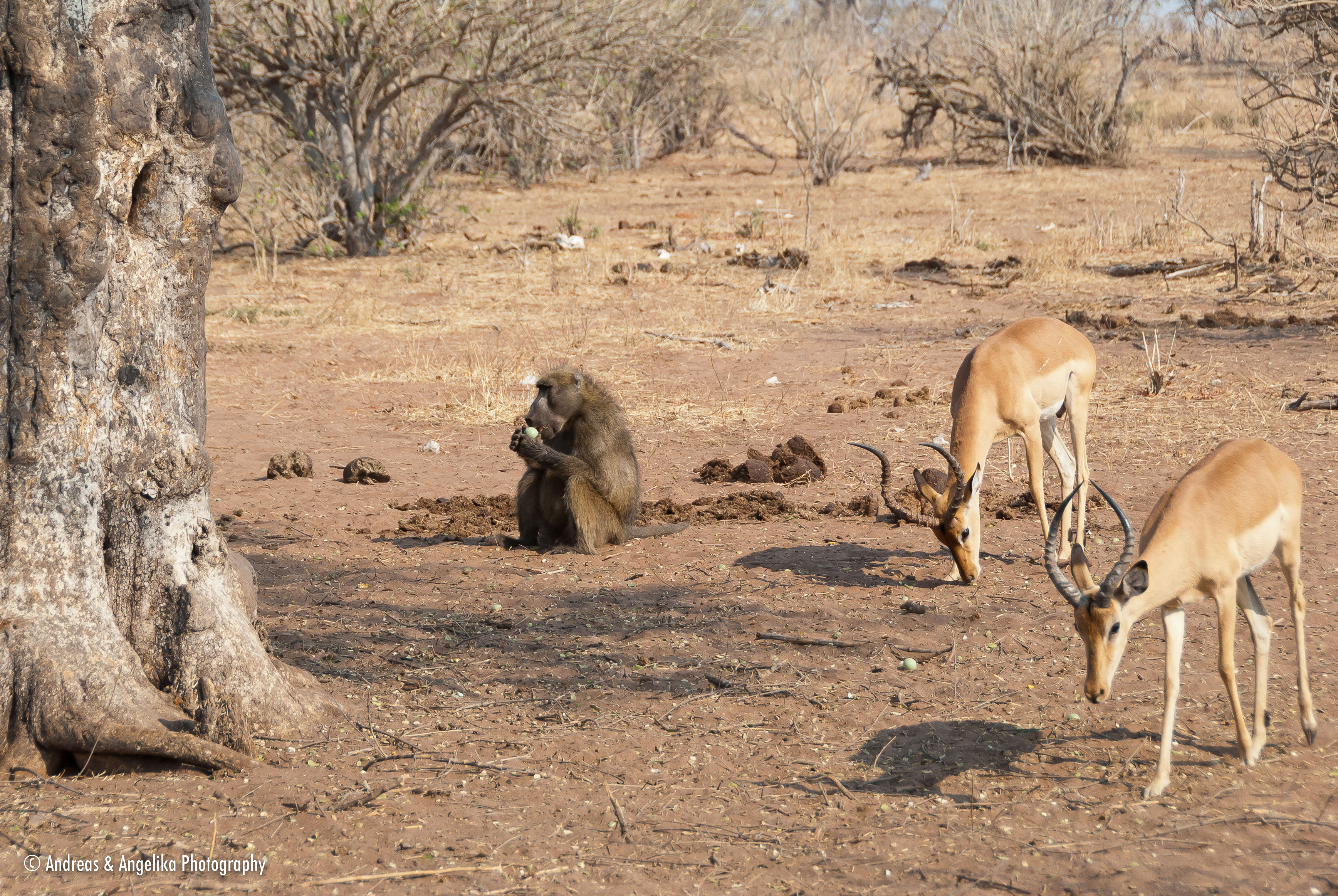 an-Namibia-Botswana-Zimbabwe-2012-08-23_DSC_6888.jpg