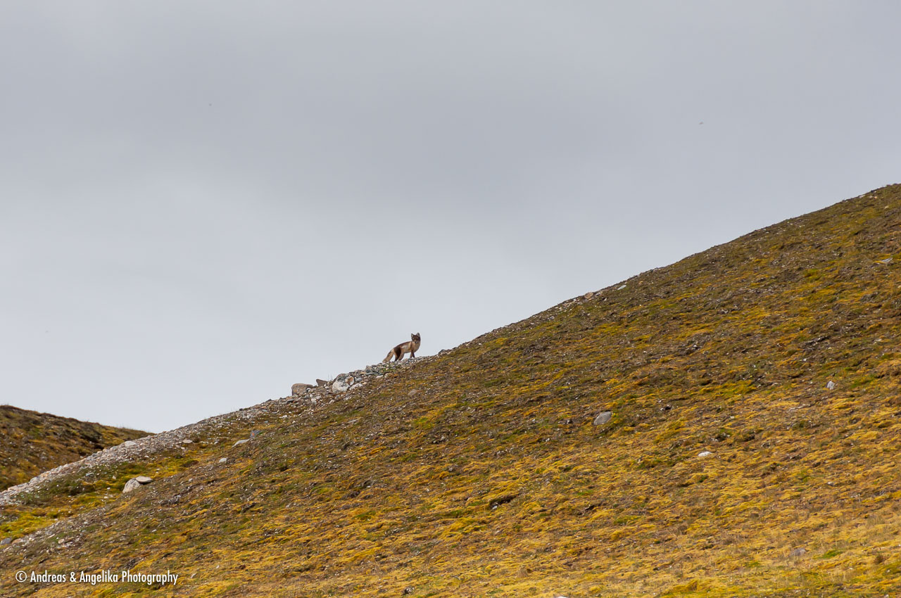 an-Spitzbergen-2013-07-16__DSC1732.jpg