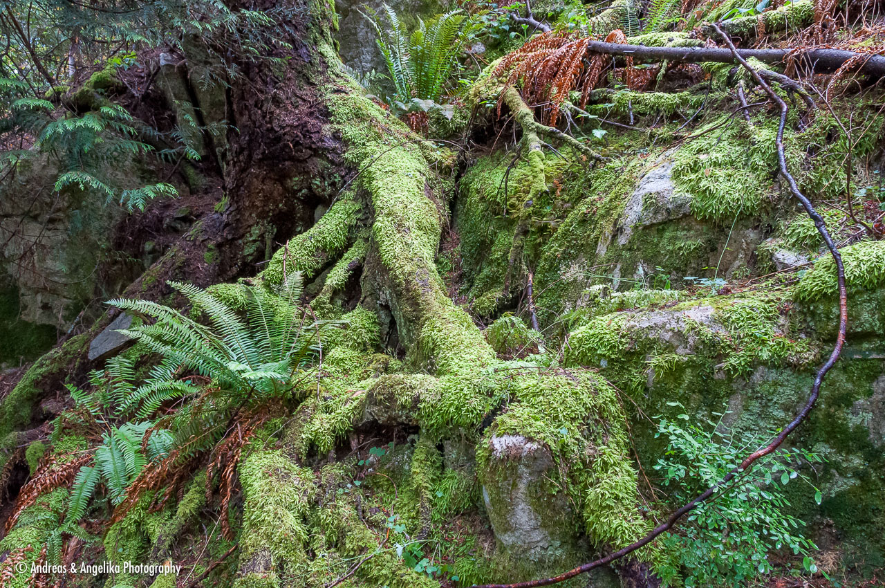 an-West-Kanada-2022-09-04__DSC9168.jpg
