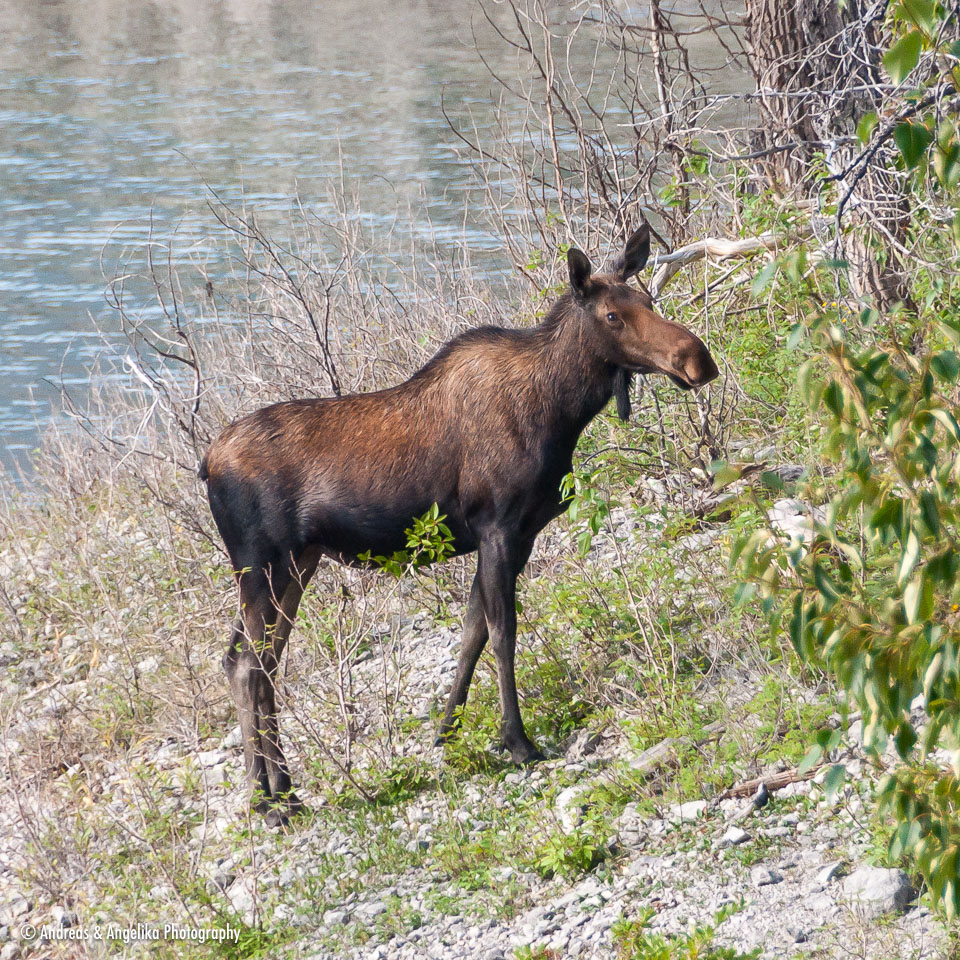 an-West-Kanada-2022-09-14__DSC1666.jpg