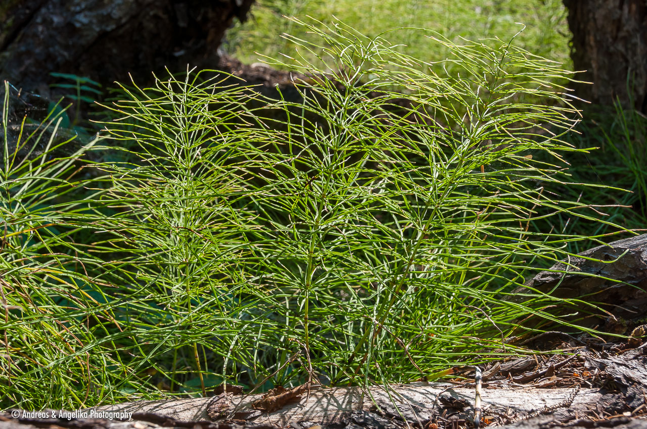 an-West-Kanada-2022-09-14__DSC1787.jpg