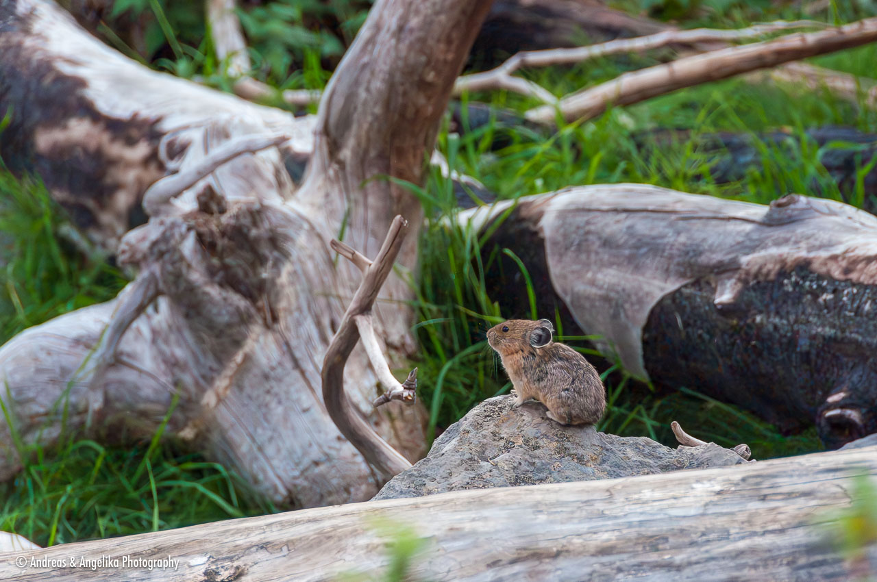 an-West-Kanada-2022-09-14__DSC2186-Verbessert-RR.jpg
