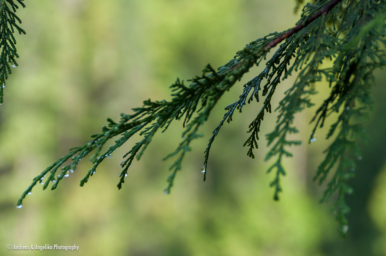 an-West-Kanada-2022-09-15__DSC2365.jpg