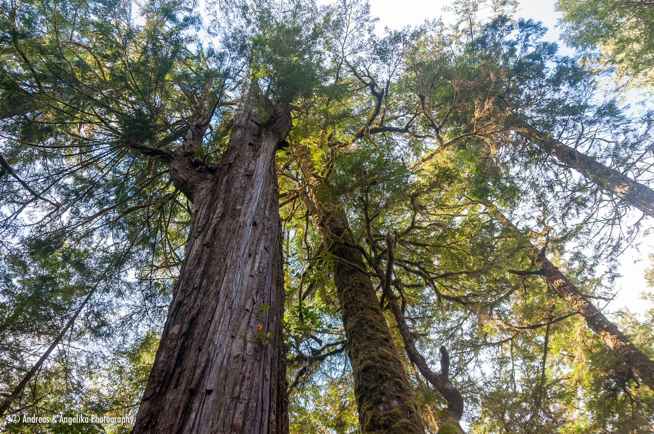 an-West-Kanada-2022-09-24__DSC4315-Verbessert-RR.jpg