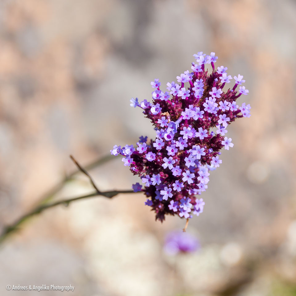 an-West-Kanada-2022-09-27__DSC5390.jpg