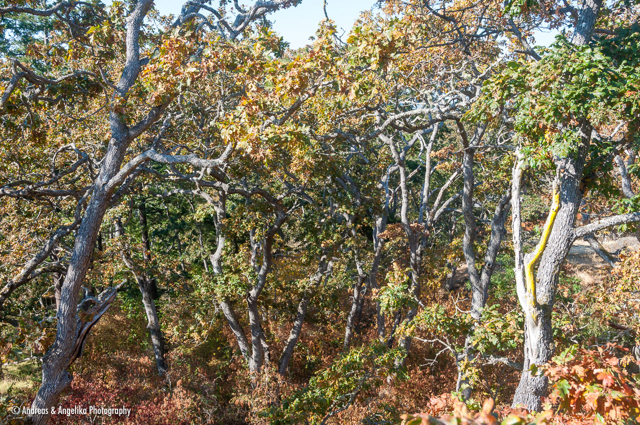an-West-Kanada-2022-09-27__DSC5439.jpg