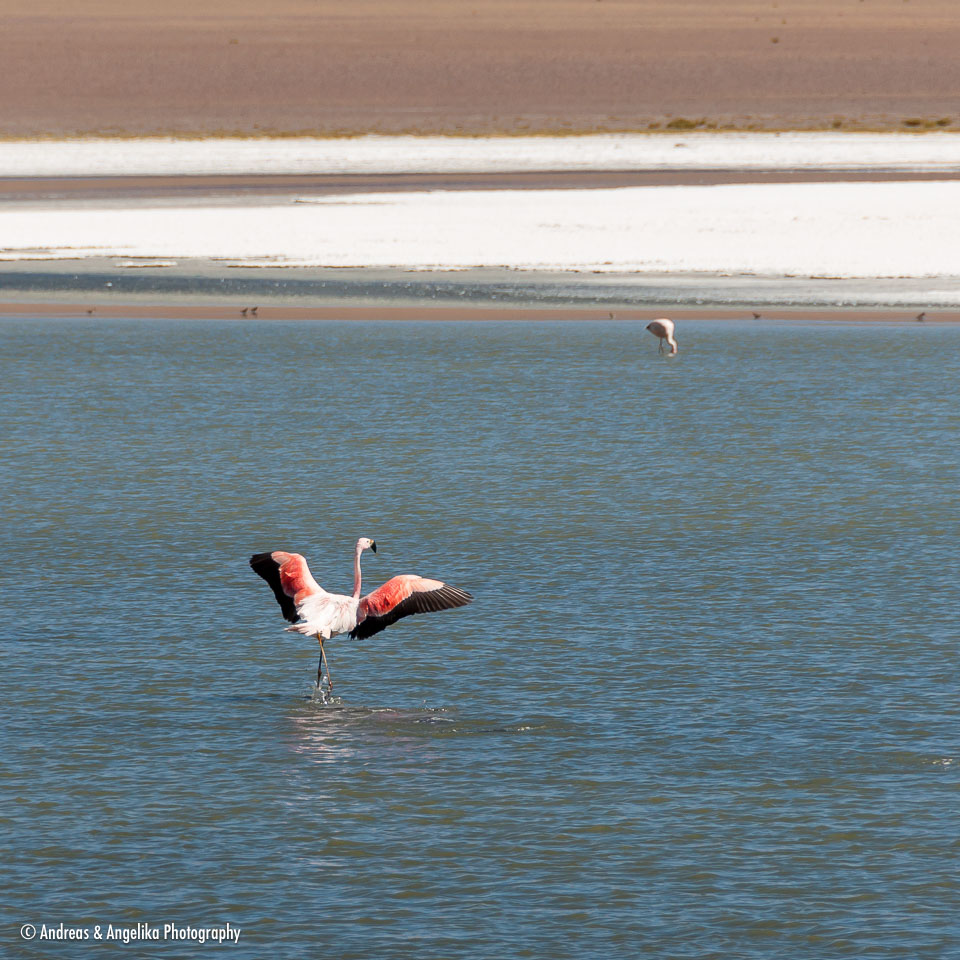 an-Uyuni-2023-01-15__DSC8745.jpg