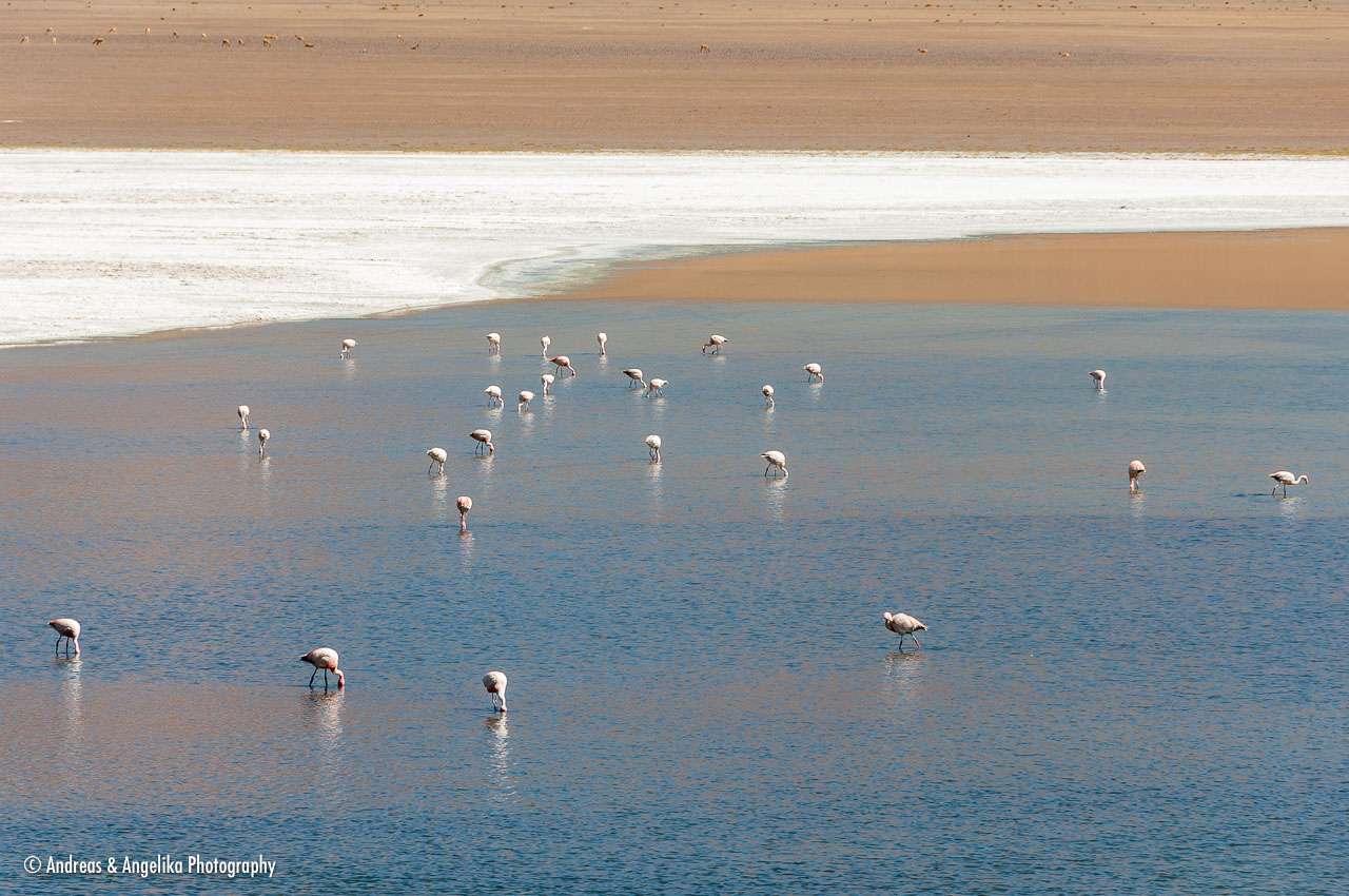 an-Uyuni-2023-01-15__DSC8784.jpg