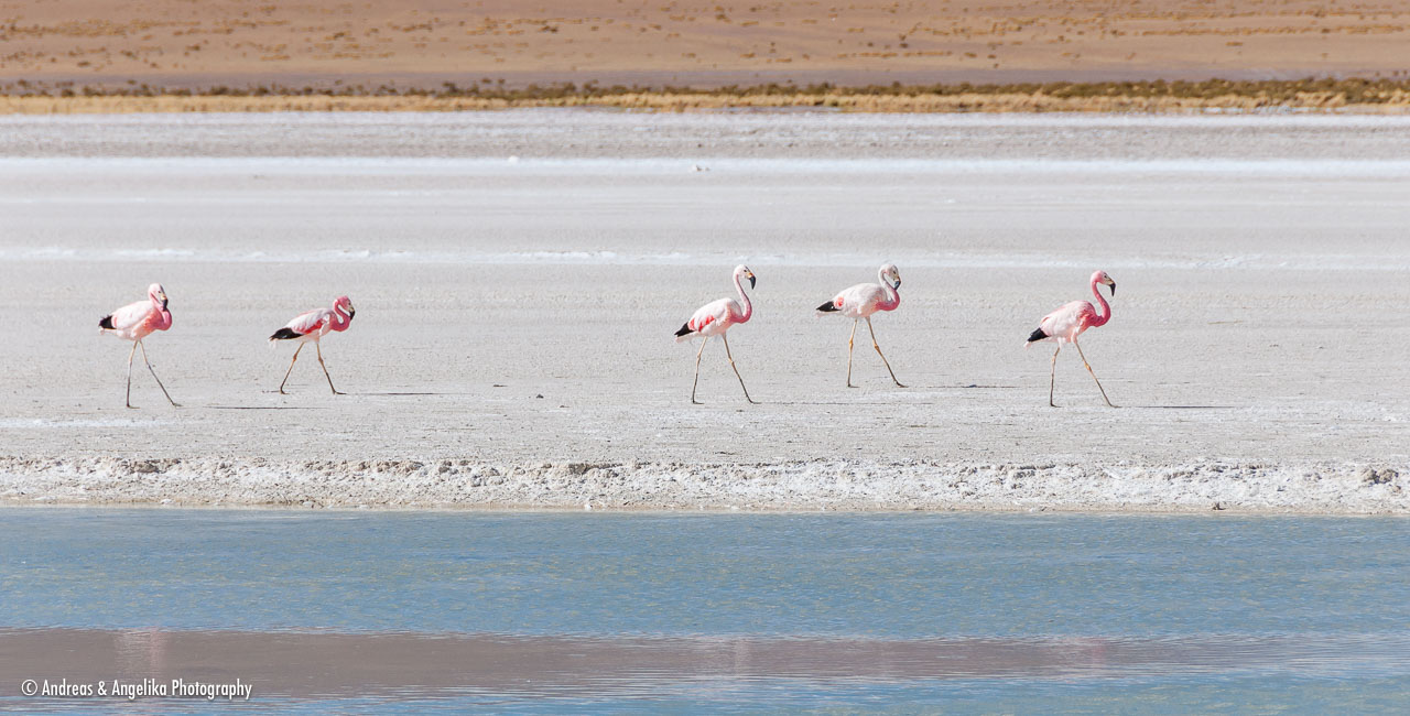 an-Uyuni-2023-01-15__DSC8932.jpg