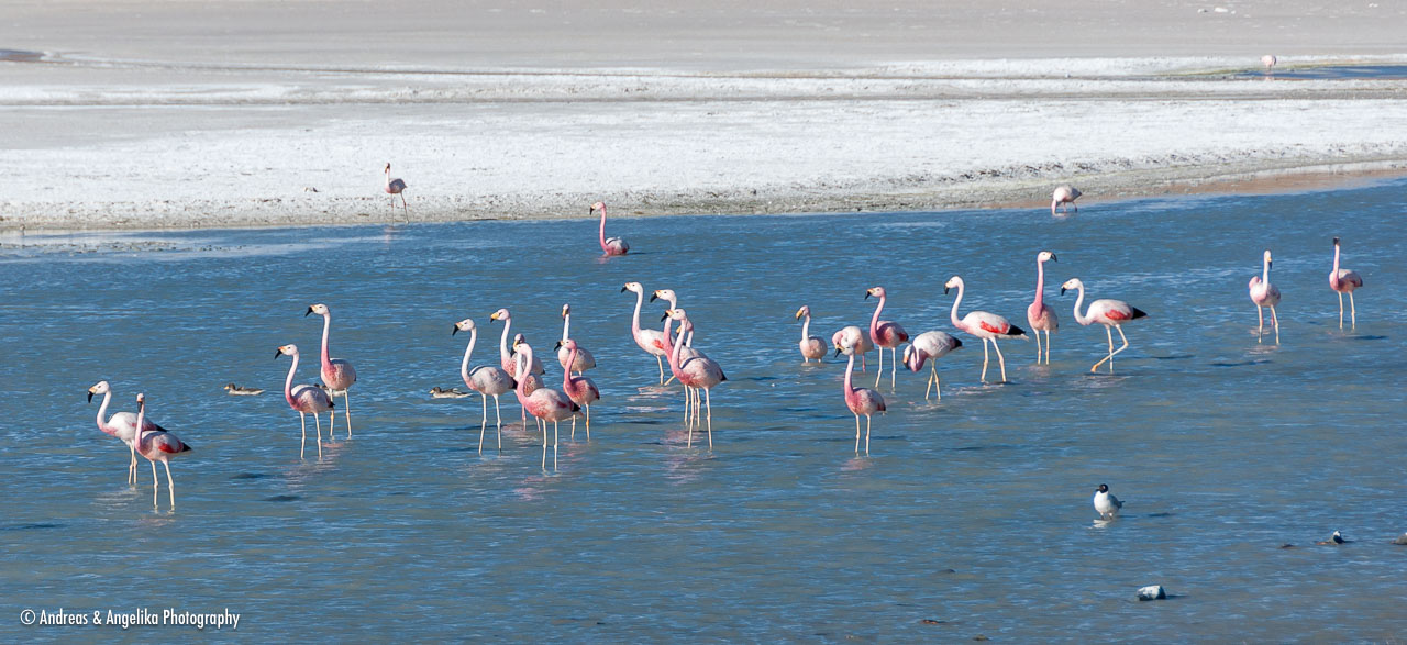 an-Uyuni-2023-01-15__DSC9271.jpg