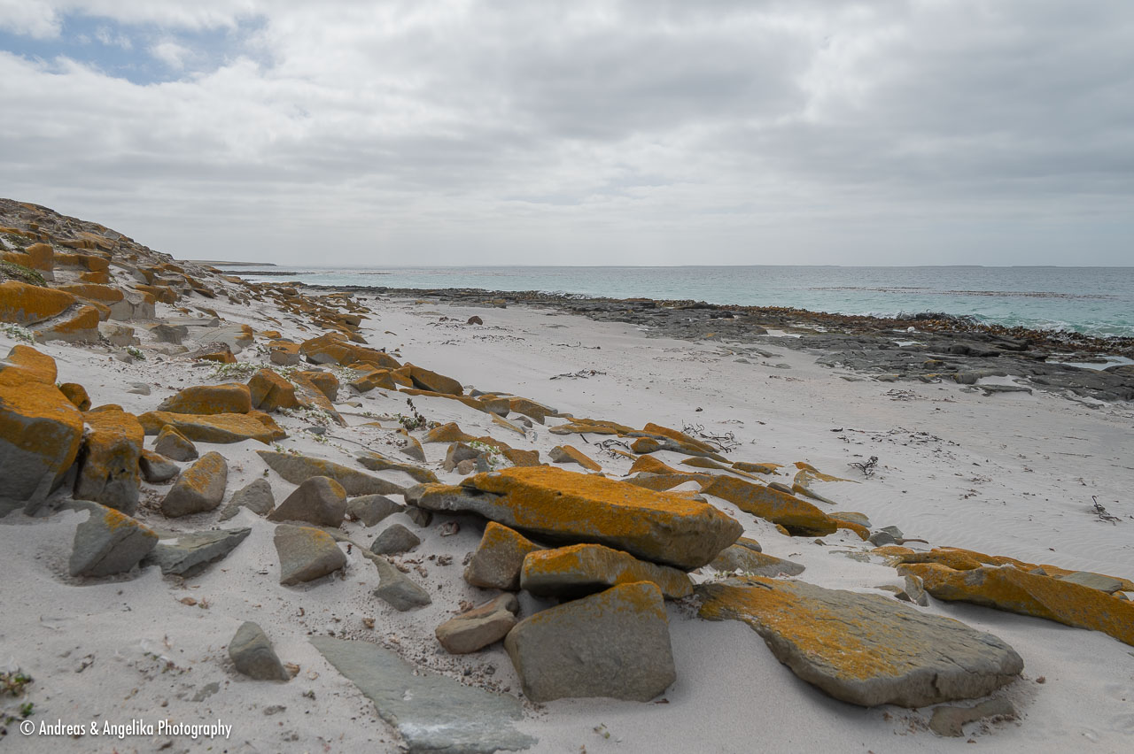an-Falkland-2024-02-19__Z6X2078.jpg