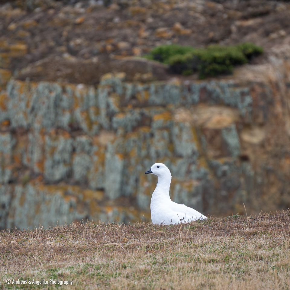 an-Falkland-2024-02-19__Z6X2593.jpg
