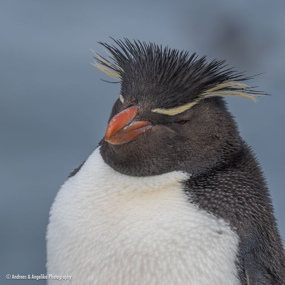 an-Falkland-2024-02-19__Z6X2918.jpg