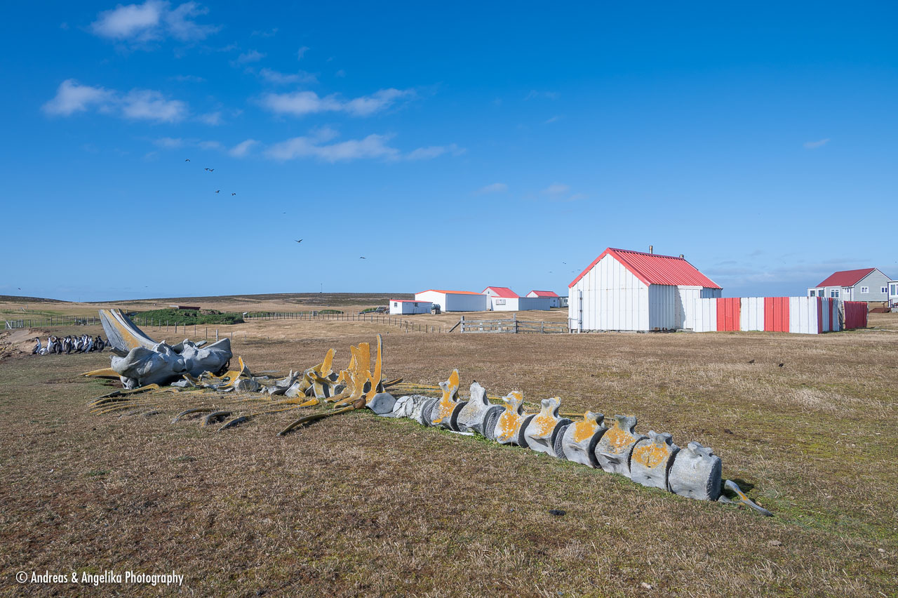 an-Falkland-2024-02-19__Z6X3347.jpg